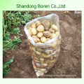 Export Healthy Food Fresh Potato